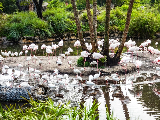 Ave, Aves, Lago, Agua, Pluma, Naturaleza