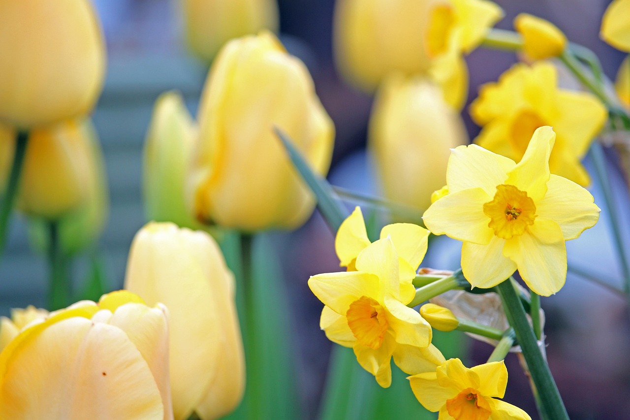 Daffodils Easter Bells Spring Free photo on Pixabay Pixabay