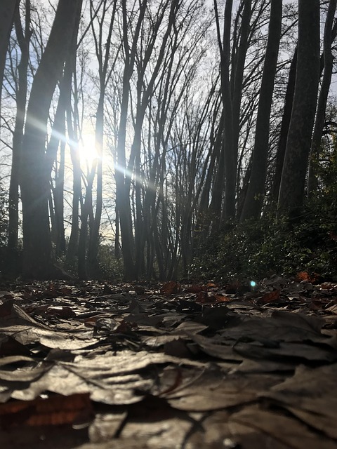 Free Field Mountain photo and picture
