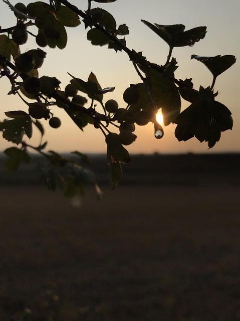 Free Gout Backlighting photo and picture