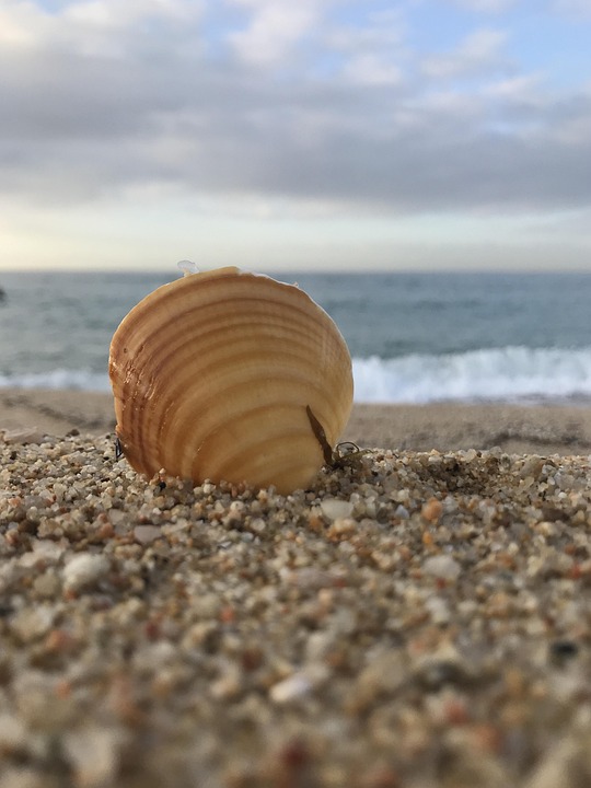 Beach Shell Clam - Free photo on Pixabay