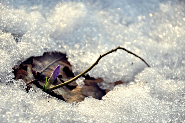 Free Spring Flower Wallpaper photo and picture