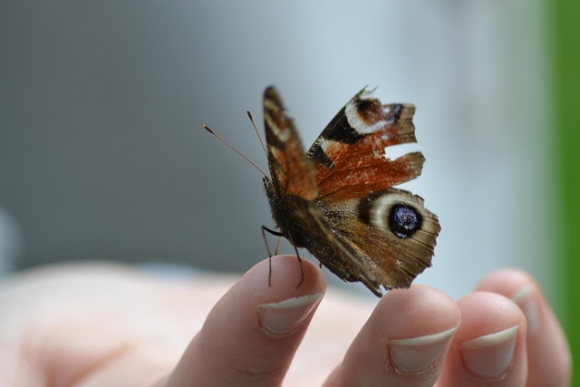 Free Butterfly Wing photo and picture