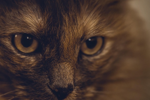 Free Cats Animals photo and picture