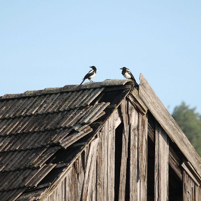 Free Birds Nature photo and picture