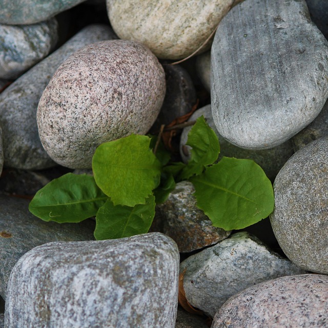Free Rocks Plant photo and picture