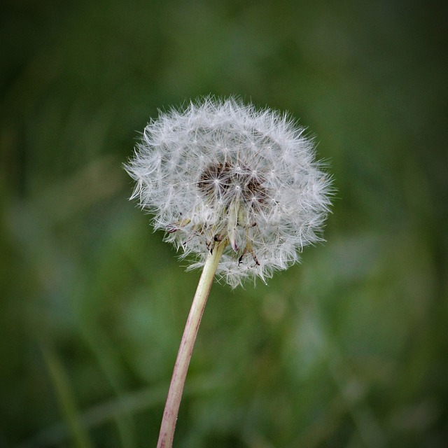 Free Dandelions Norway photo and picture
