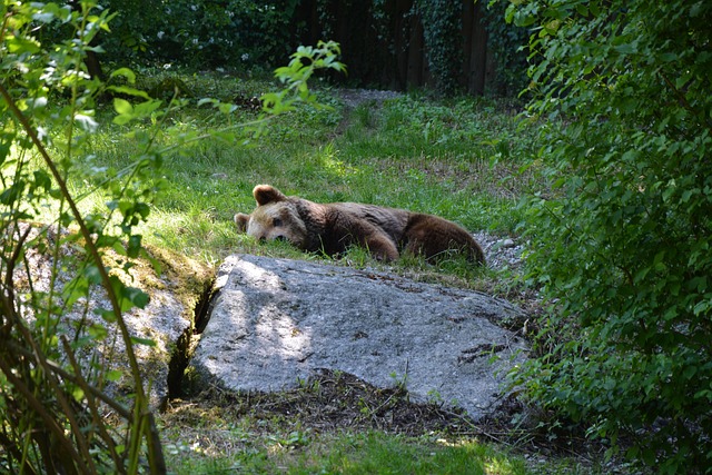 Free Zoo Sleep photo and picture