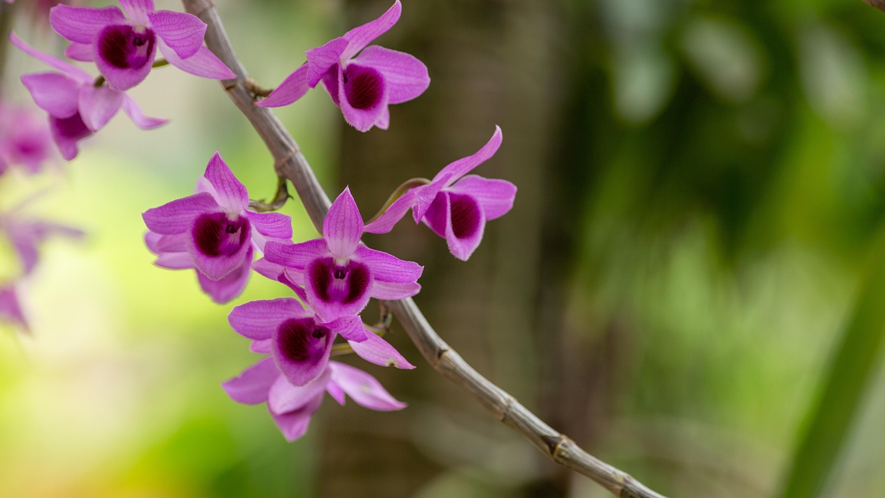 Orchid Flower Garden Free photo on Pixabay Pixabay