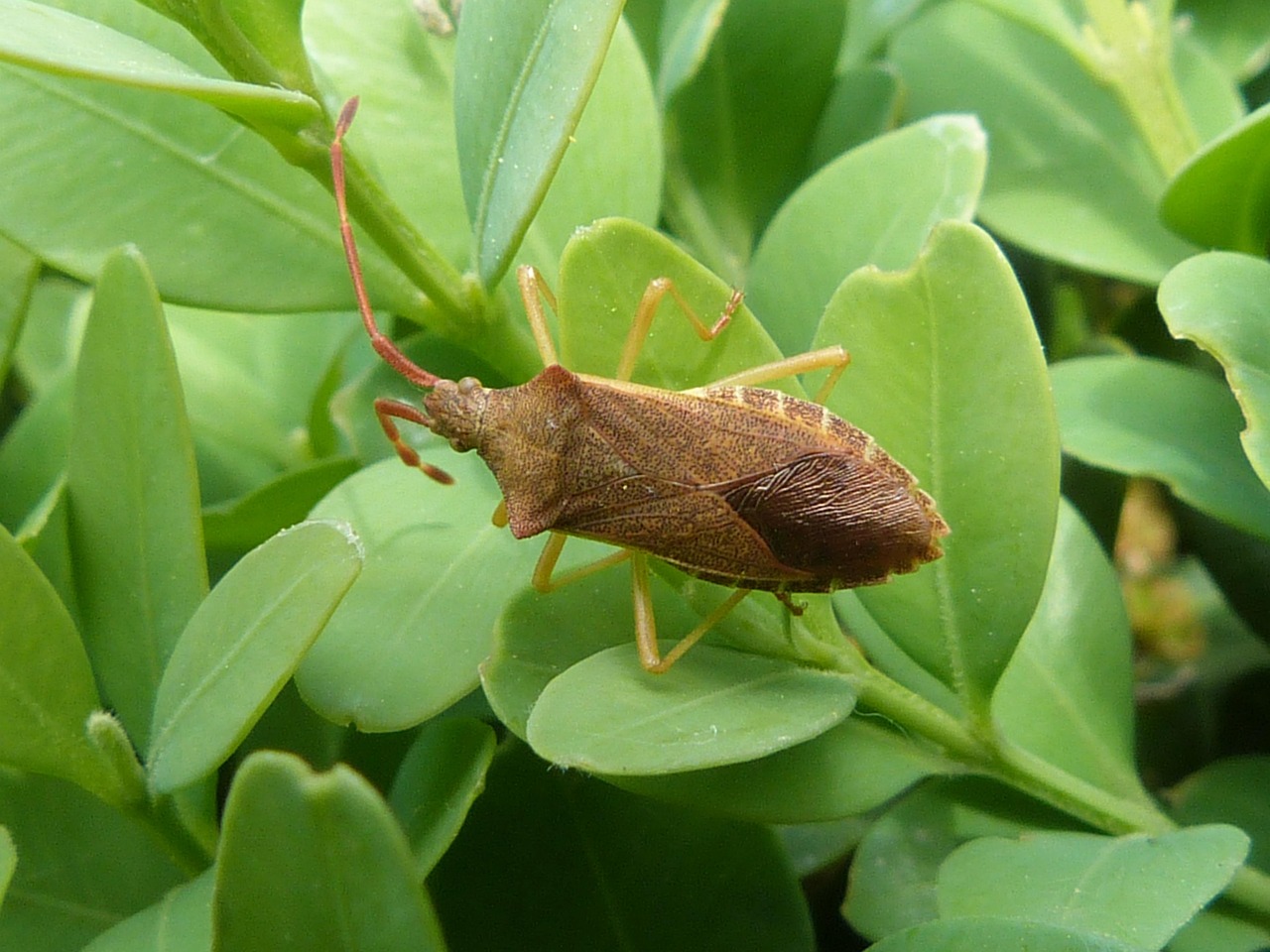 Bug Boxwood Insect Free photo on Pixabay Pixabay