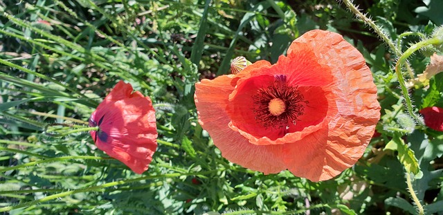 Free Amapola Flor photo and picture