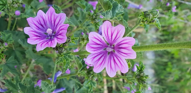 Free Malva Flower photo and picture