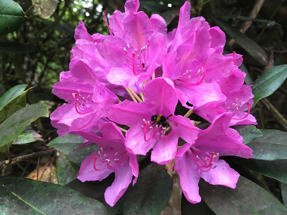 Spring Nature Rhodododendron Woodland Spring Rhododendron - Free photo on Pixabay