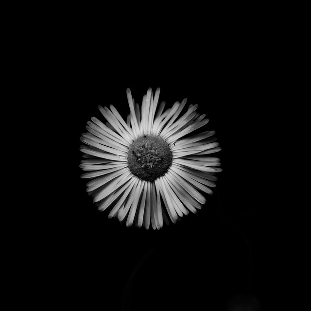 Free Flower Rose photo and picture