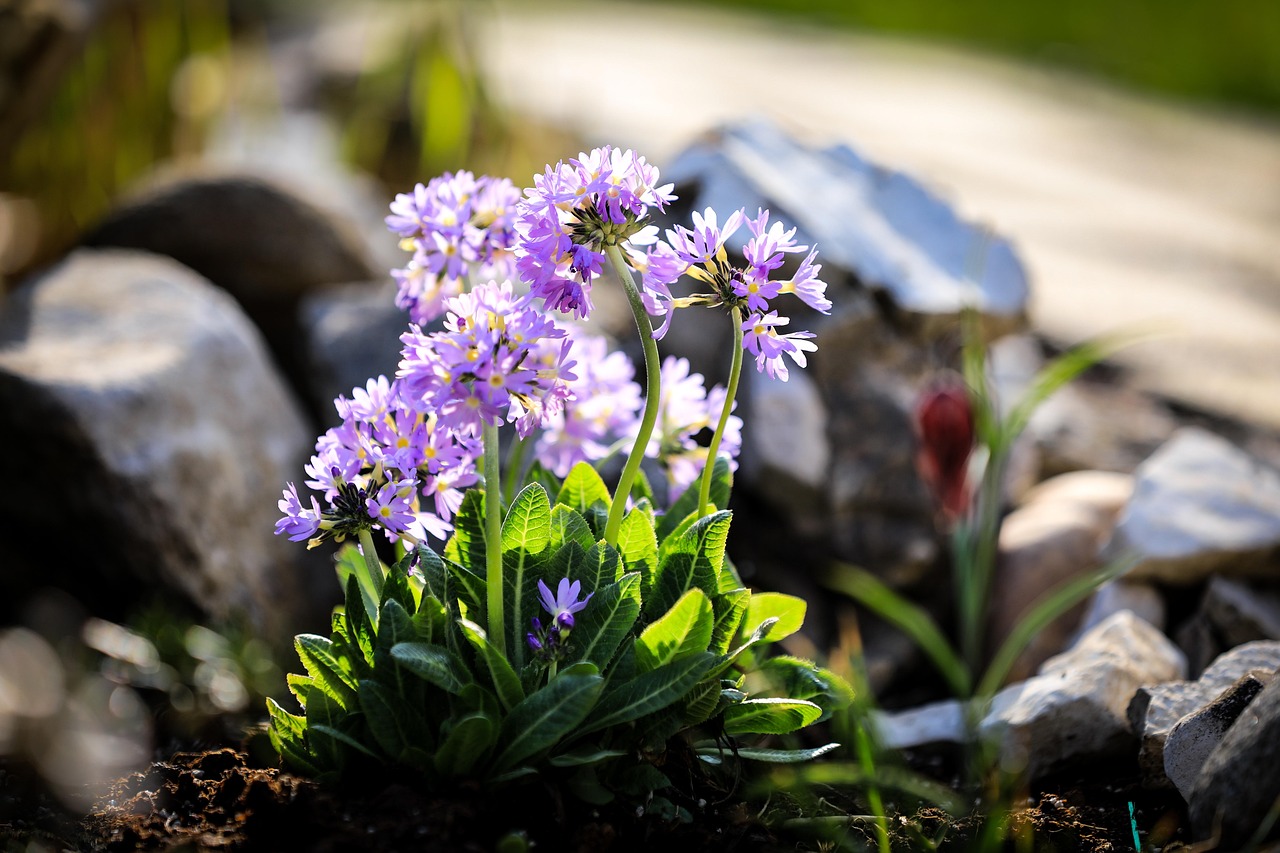 Primula Esikko Violetti Ilmainen Valokuva Pixabayssa Primula Esikko Violetti Ilmainen Valokuva Pixabayssa