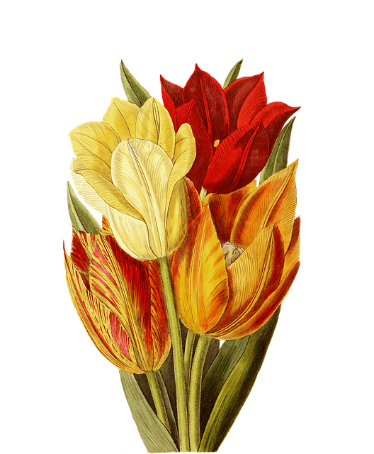 Free vintage tulip bunch of flowers illustration
