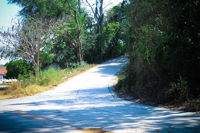 Tree, Plant Road, Transportation, Nature
