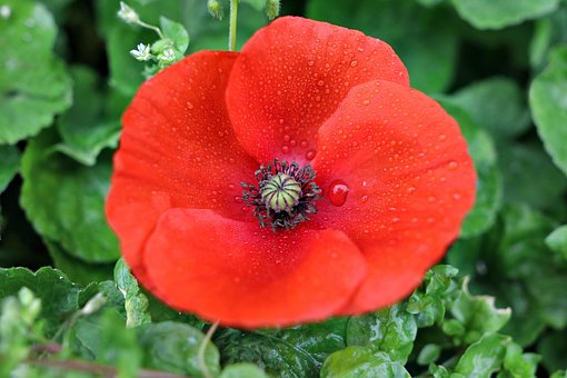 Valmue, Fjeder, Blomstre, Rød, Blomst