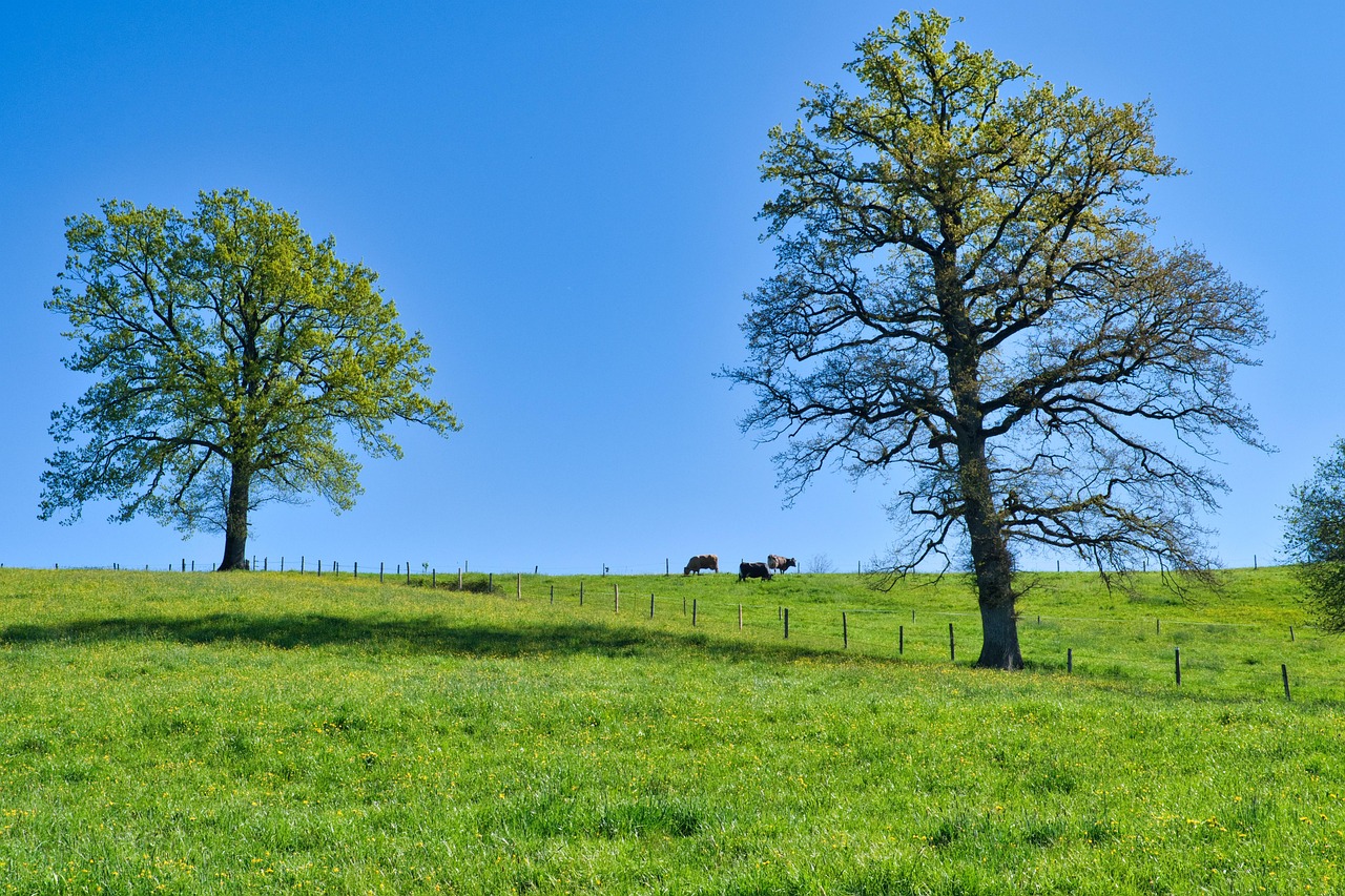 Page 105 - 100,000+ Free Spring & Nature Photos - Pixabay