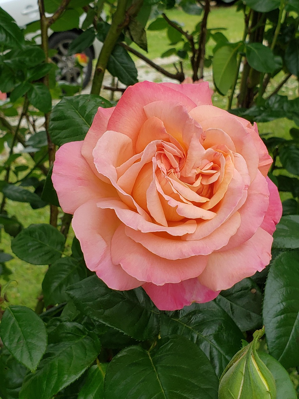39 Roses Rose Blume Rosa - Kostenloses Foto auf Pixabay - Pixabay