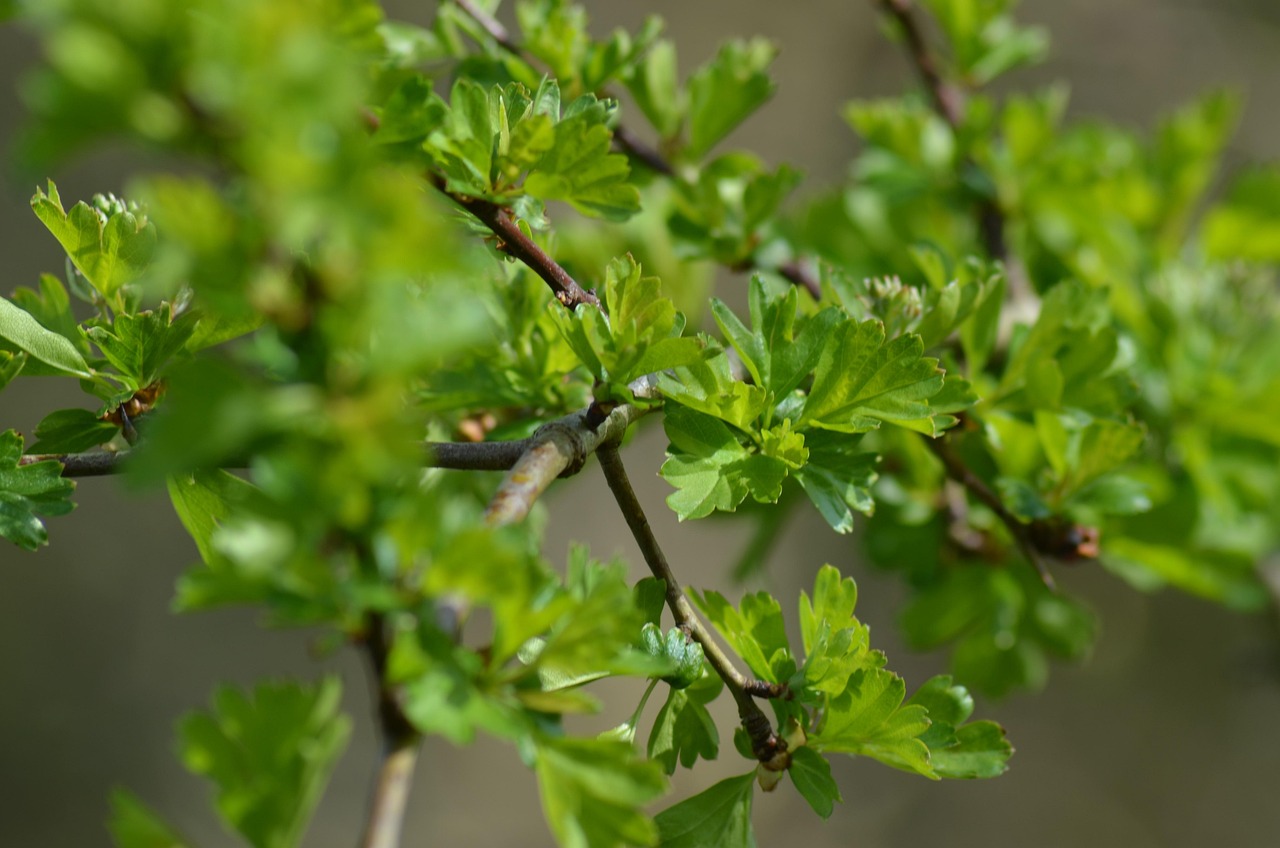 30,000+ Free Forest Bushes & Nature Images - Pixabay