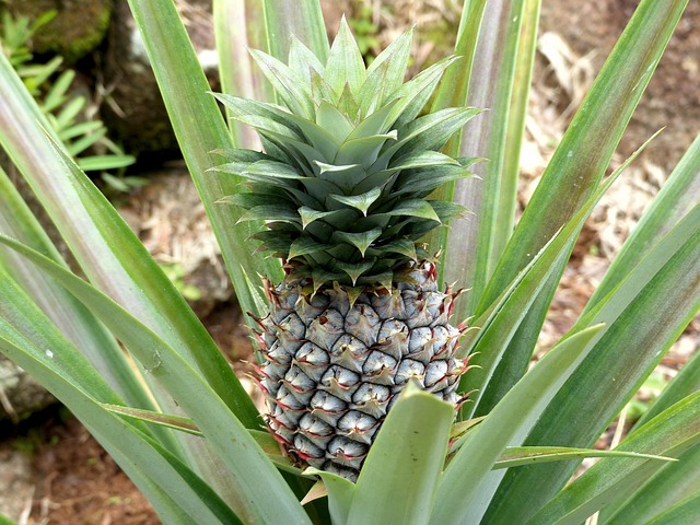 Free Pineapple Plant photo and picture