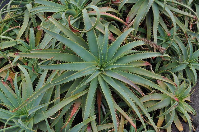 Free Plant Cactus photo and picture