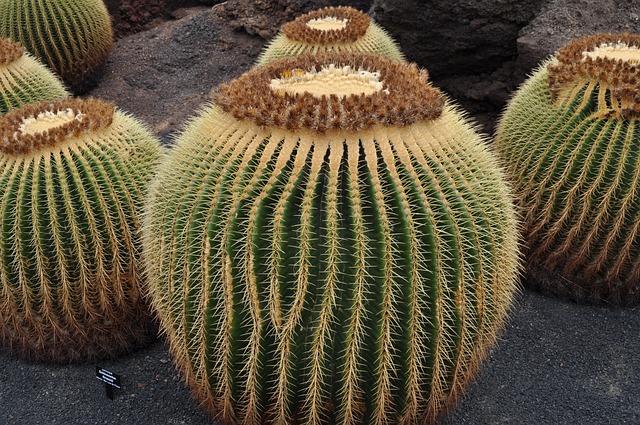 Free Cactus Nature photo and picture