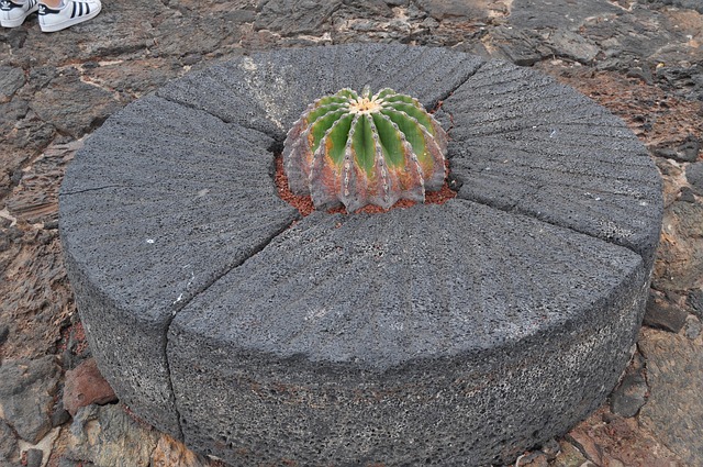 Free Cactus Stone photo and picture