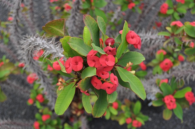 Free Flower Lanzarote photo and picture
