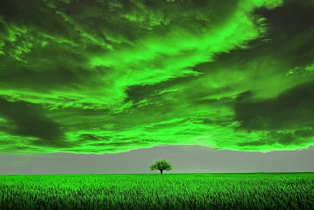 Free tree green grass blue sky illustration
