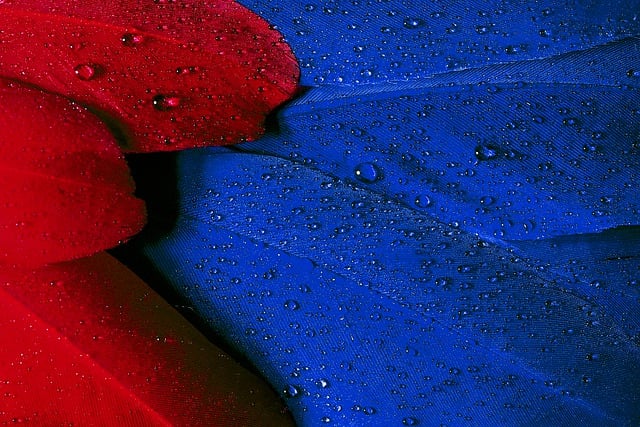 Free leaves plants wallpaper illustration