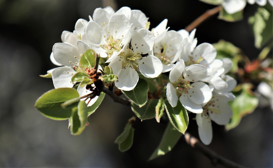 avril-floraison-nature-photo-gratuite-sur-pixabay
