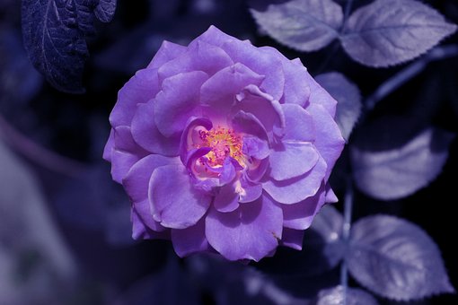 Rosa, Papel De Parede De Flores