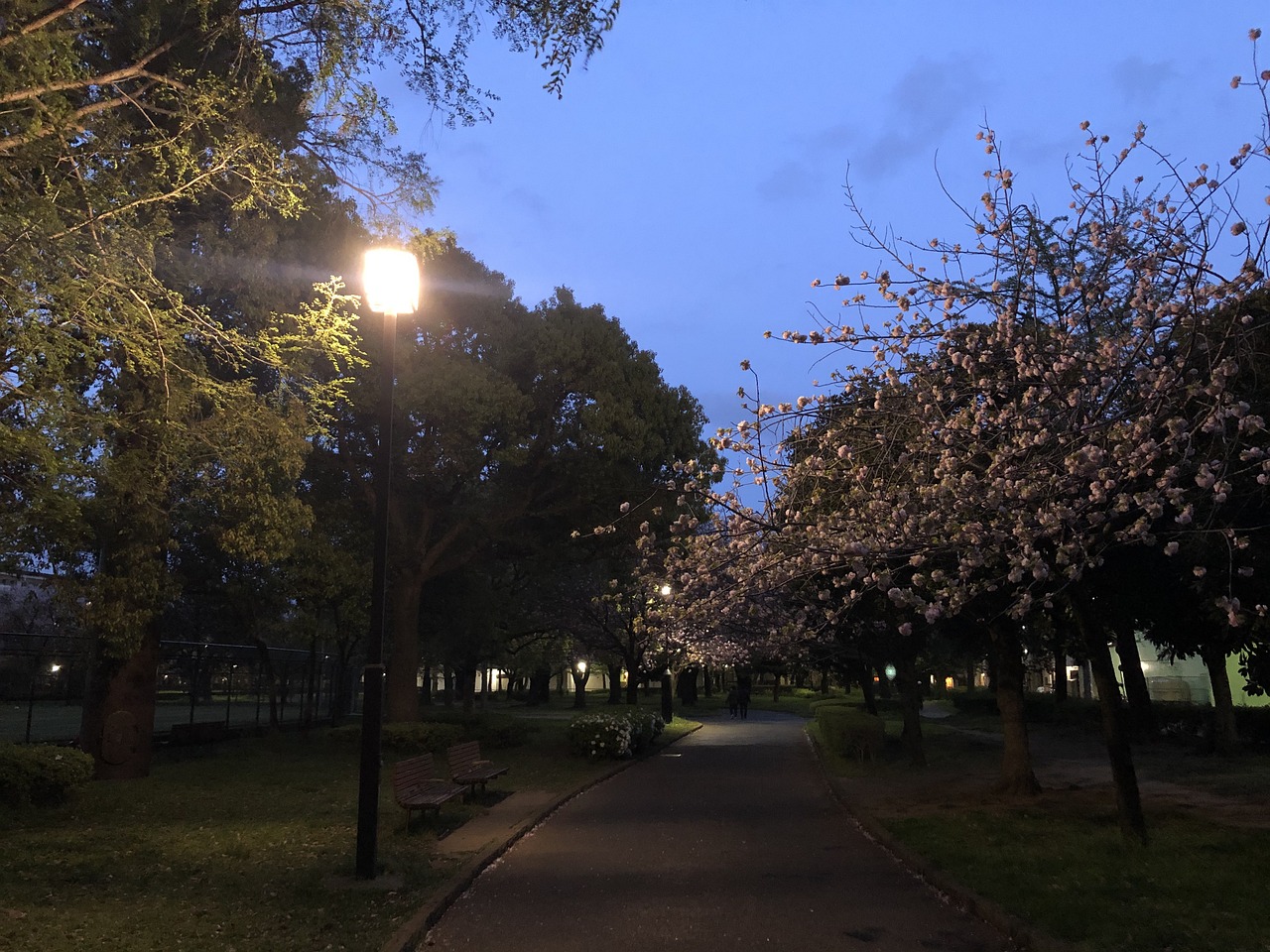 公园 夜晚 - Pixabay上的免费照片 - Pixabay