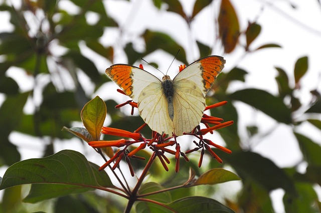 Free Butterfly Flower photo and picture