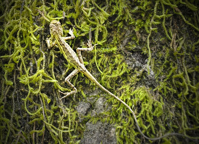 Free Reptiles Lizard photo and picture