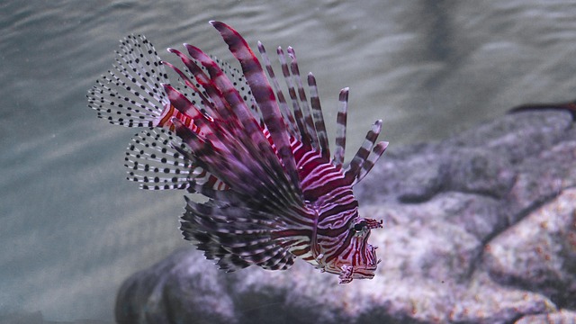 Free Lion Fish Fish photo and picture