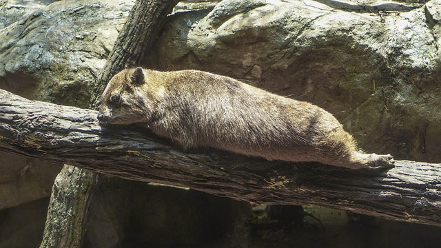 Free Pet Zoo photo and picture