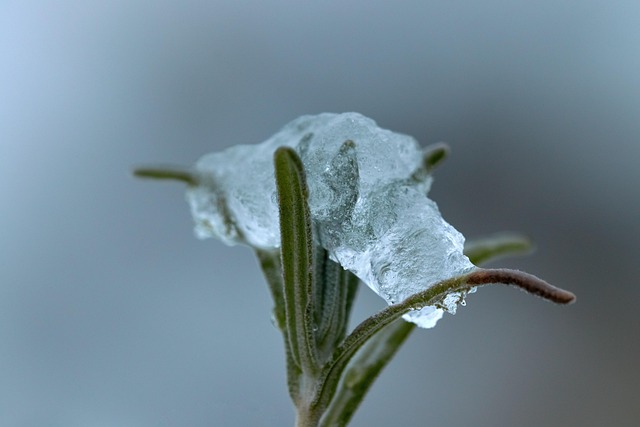 Free Nature Vegetable photo and picture