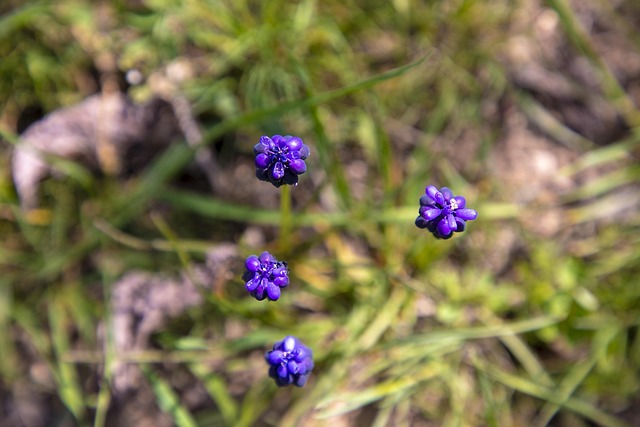 Smuk Blomst, Skønheden I Naturen