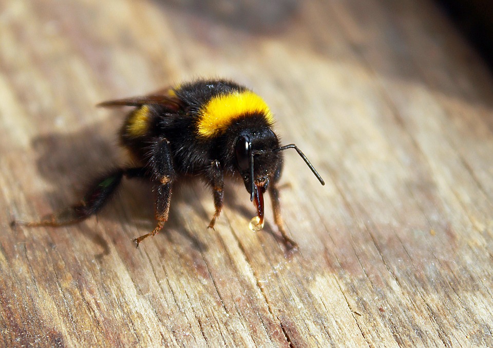 Bumblebee Insect Macro - Free photo on Pixabay - Pixabay