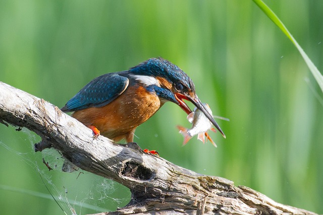 Free Birds Bird photo and picture