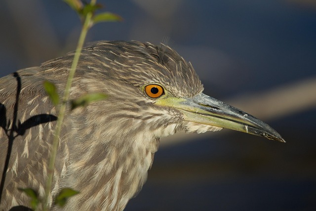 Free Black-Crowned Night Heron Bird photo and picture