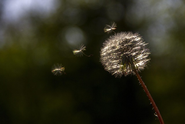 Dandelion, Prata, Glamour, Flores
