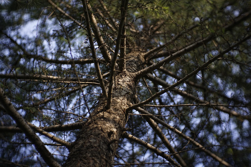 Tree Direction Pine Tree Direction Générale De La - Photo gratuite sur Pixabay - Pixabay