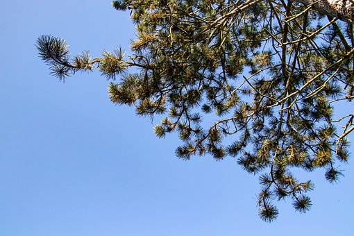 Free Scots Pine Forest Pine photo and picture