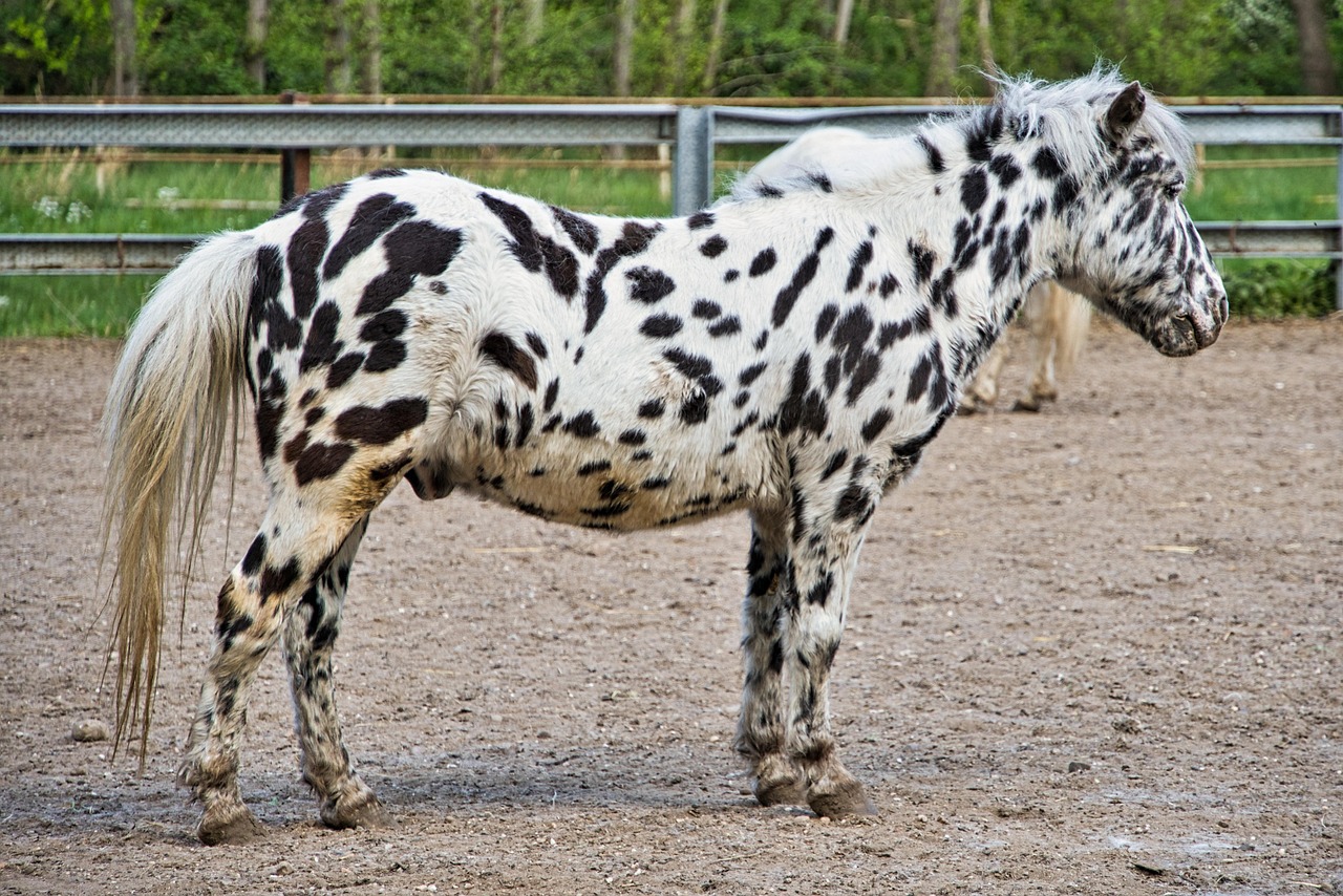 Ponyhof - free online jigsaw puzzle photo