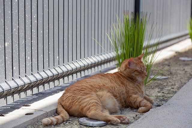 Free Cat Roux photo and picture