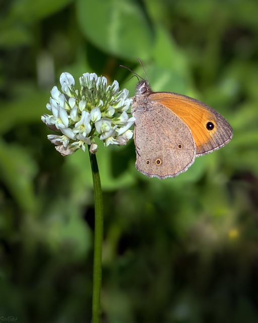Free Butterfly Nature photo and picture